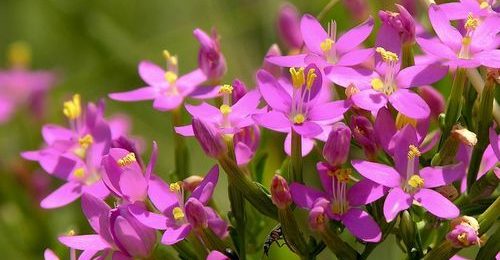 Centaury last